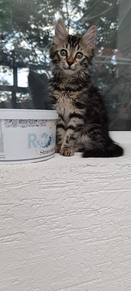 Подарявам котенце