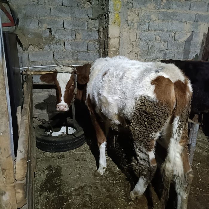 Тана Сиыр      .