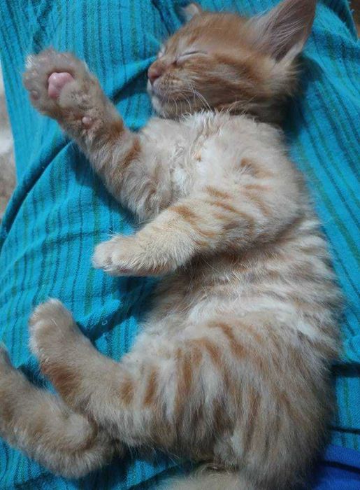 doi motanei si o pisica tortie foarte blanda