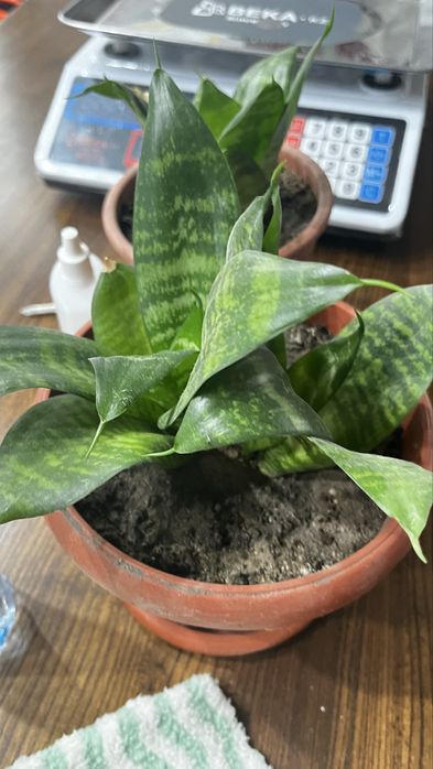 Цветы есть в наличии