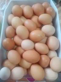 Vând oua de casa casa pentru consum.