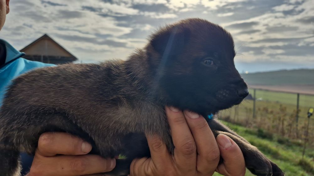 Mascul Ciobănesc Belgian Malinois  pedigree