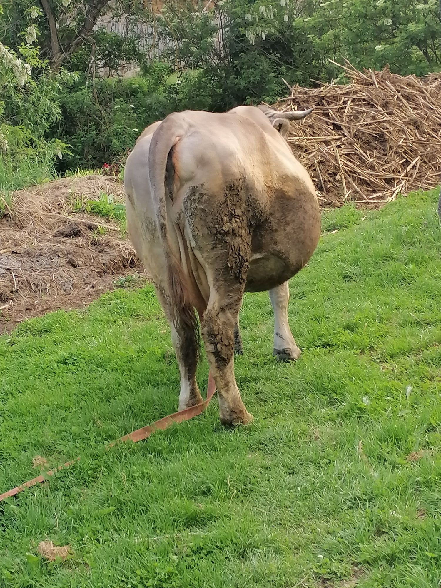 Vând vaca bruna, gestanta