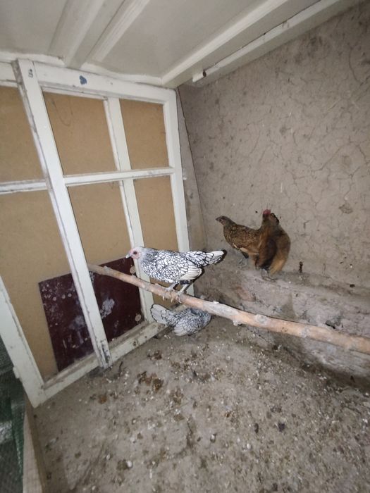 Продам  кур сибрайтов 3+1