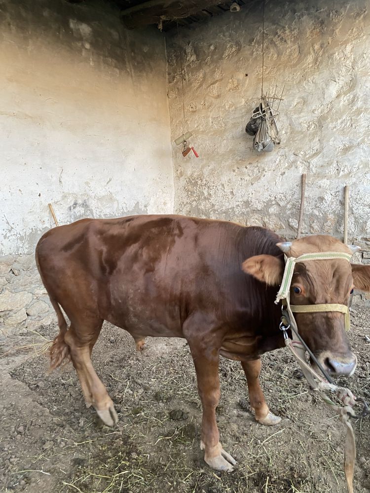 Buqacha sotiladi