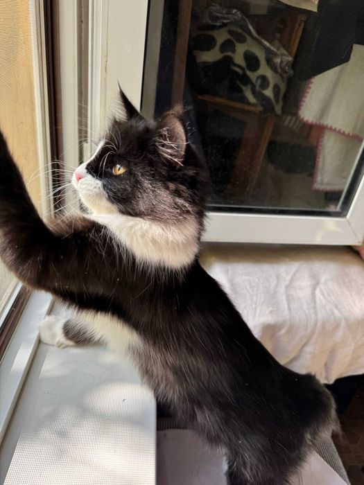 Котёнок котик кошка Ташкент отдам в добрые руки даром ищет дом