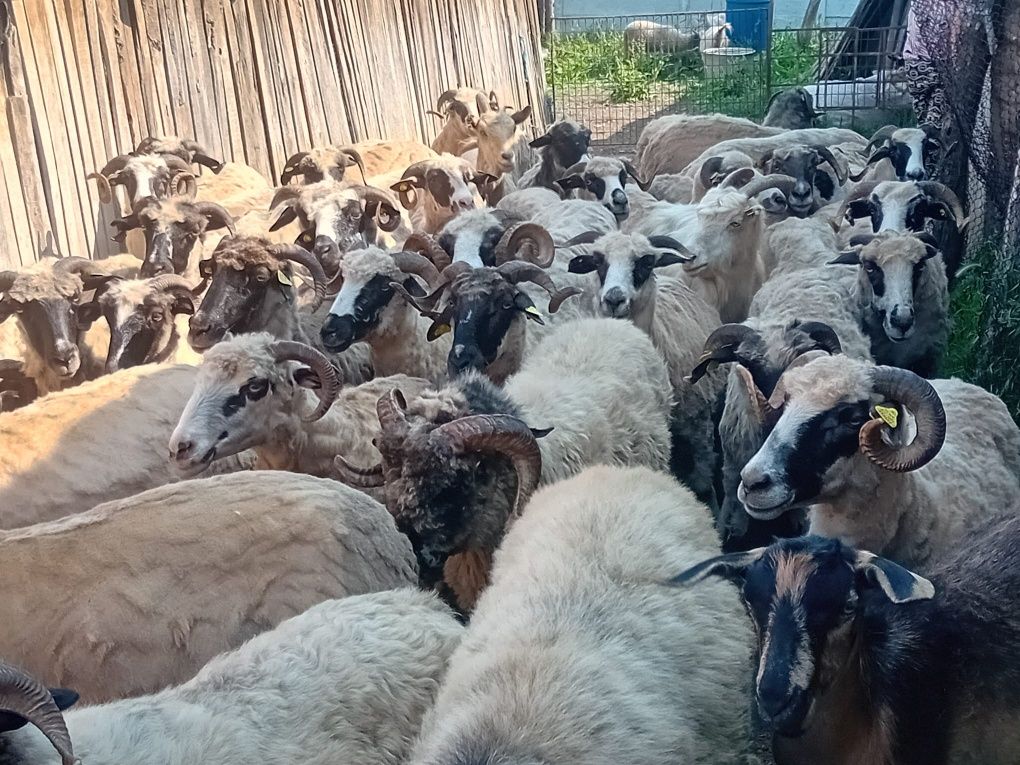 Vând oi Breze cu lapte