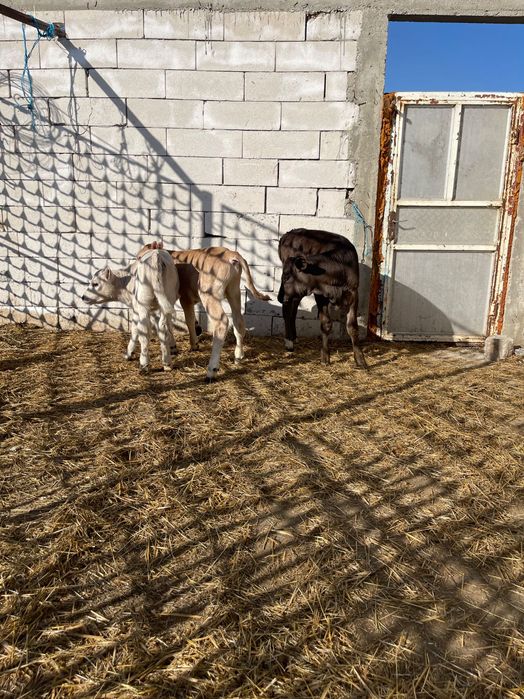 Aduc viței mici pe comandă asigură transport în toată România