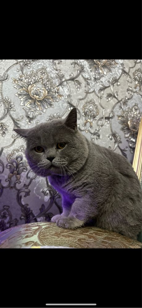 Продается котята от правильной вязки