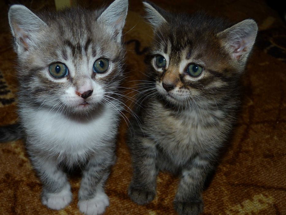 Отдам котят и кошек  в Хорошие руки.
