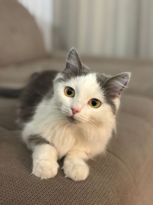 Милая  и ласковая кошечка