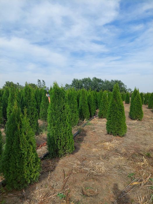 Tuia smaragd tuia leylandy poze reale