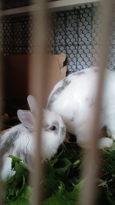 Iepuri mini cap de leu