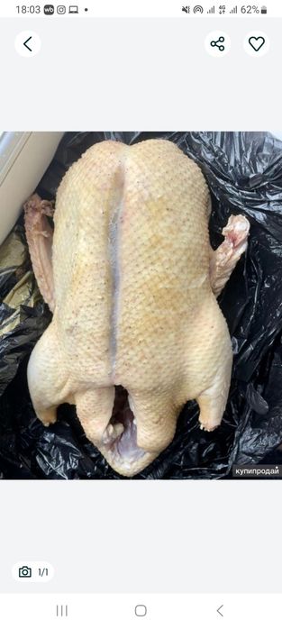 Продам утку домашнюю