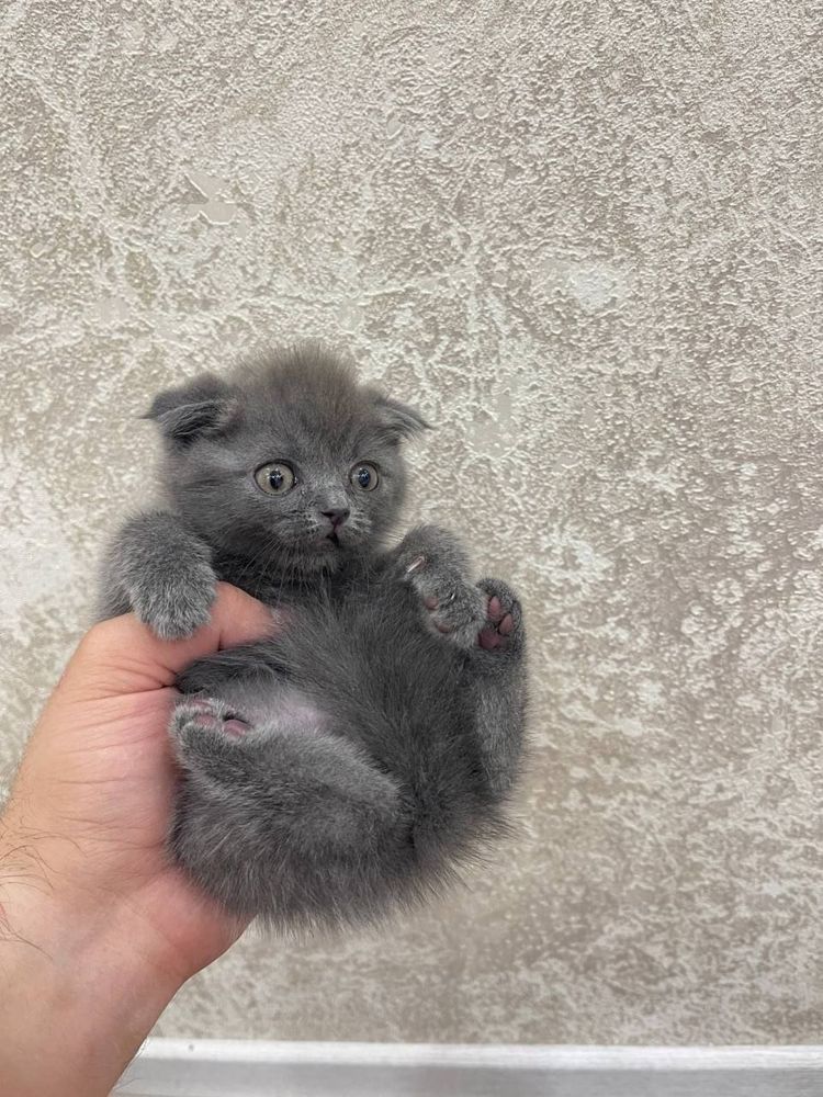 скотич страйт зотли мушук