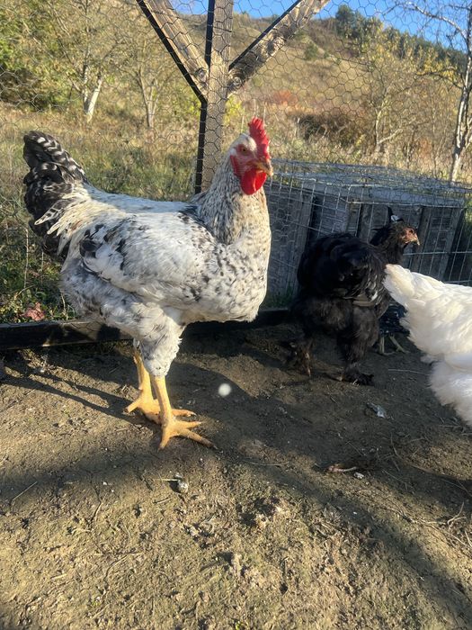 Cocoș tânăr de vanzare