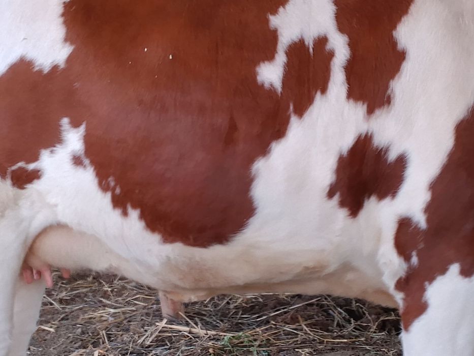 Красный пестрааа