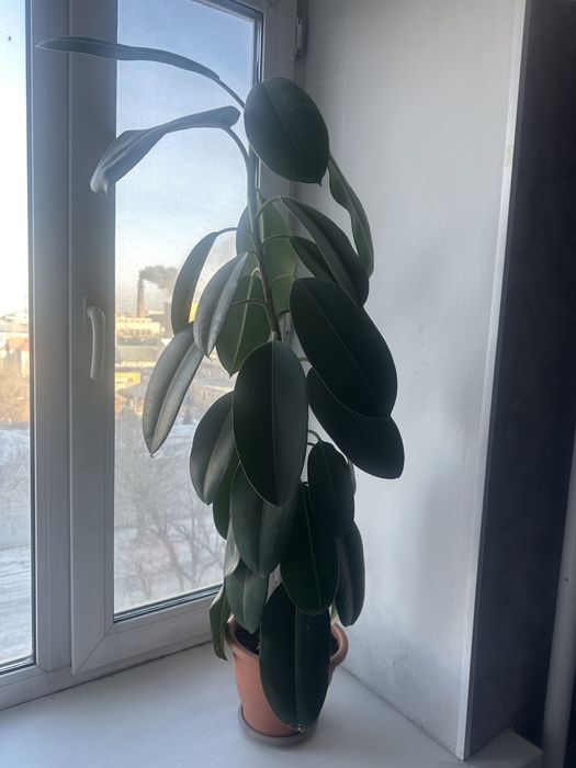 Продам цветы фикус