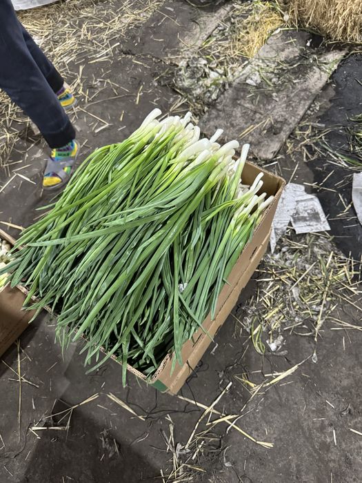 Свежесрезанный зеленый лук! Срезка каждый день! Оптом и в розницу