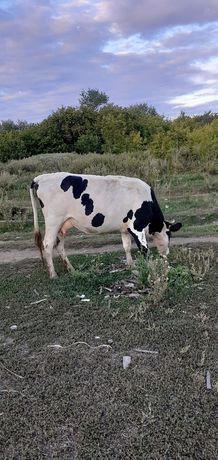 Первотелки-коровы, первый раз телились