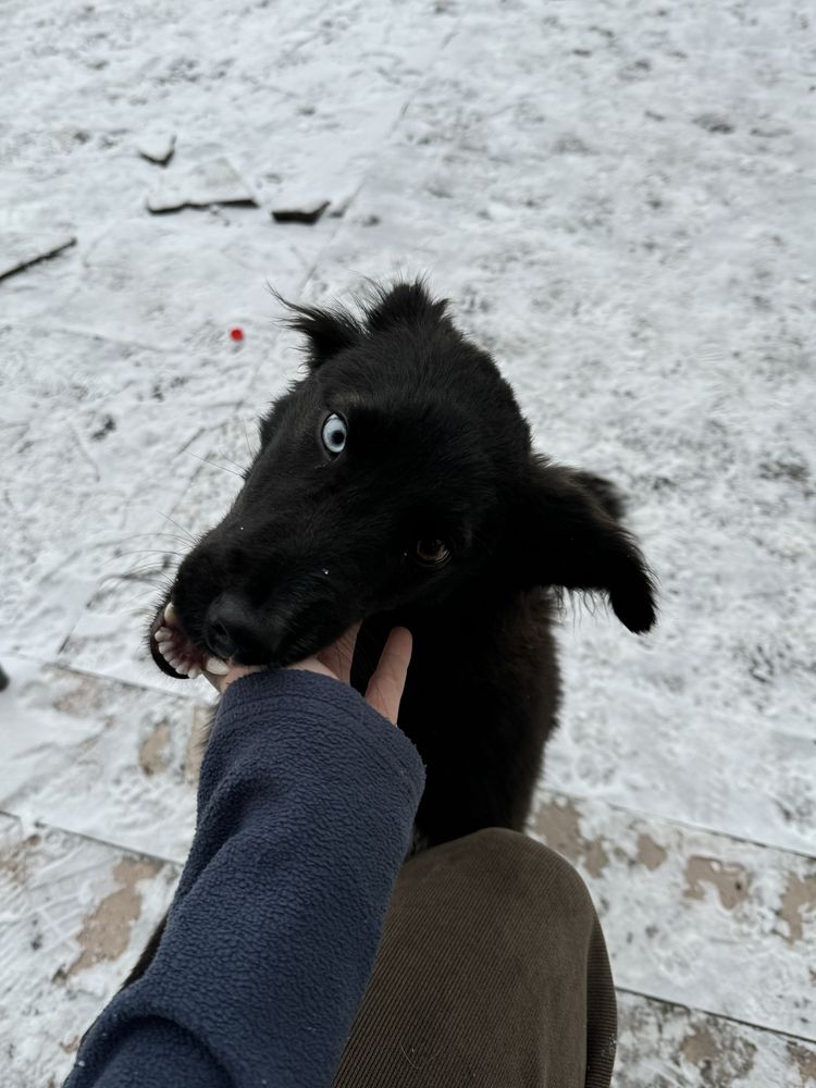 Ищет дом