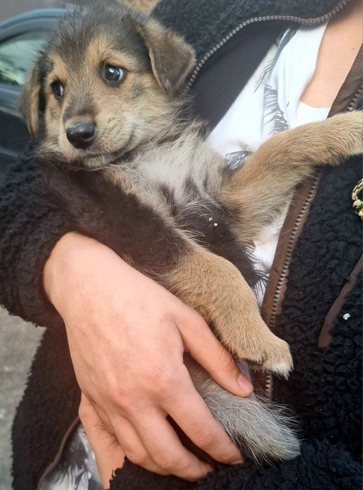 Щеночки ищут дом