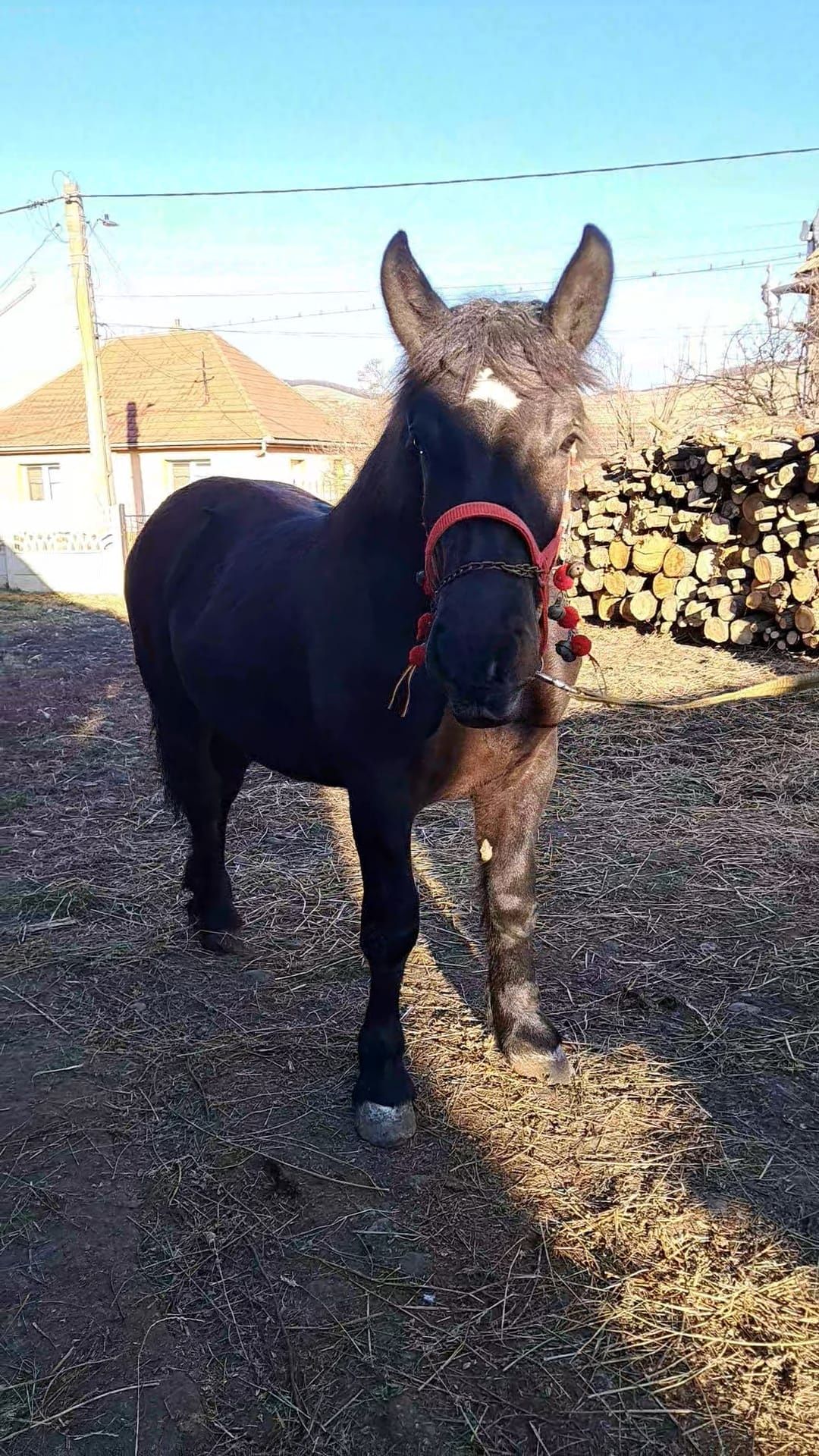Vând manza 1 an și 2 luni