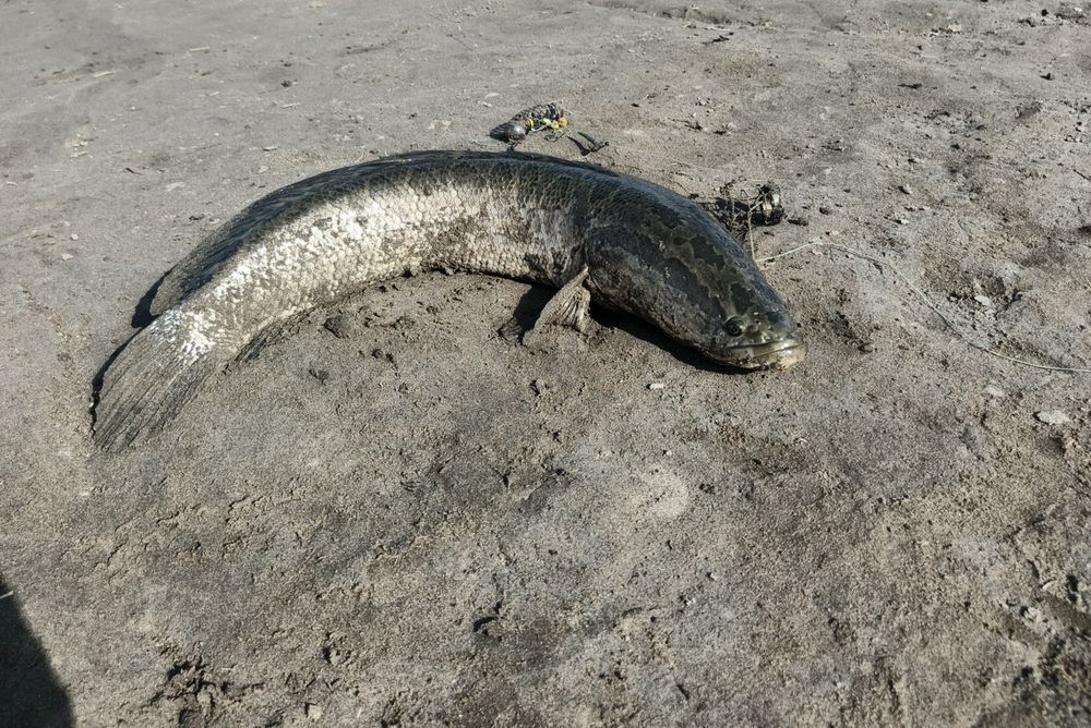 Снасти для рыбалки