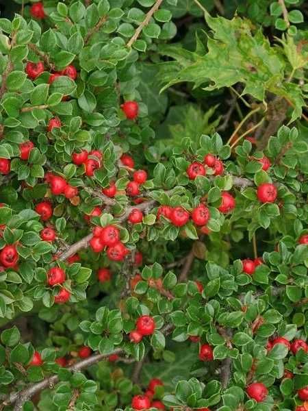 Cotoneaster dammeri barccoace Vinca variegata sau verde