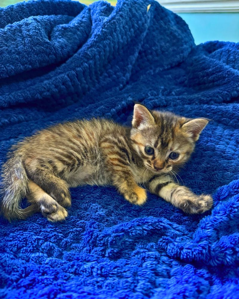 Раздаю котят в добрые руки