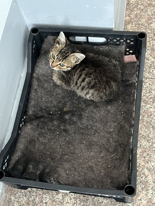 Нужен дом для котёнка!