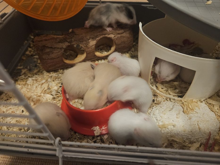 Hamsteri Auris/Champbell (5 albi,2 crem, 1 negru)
