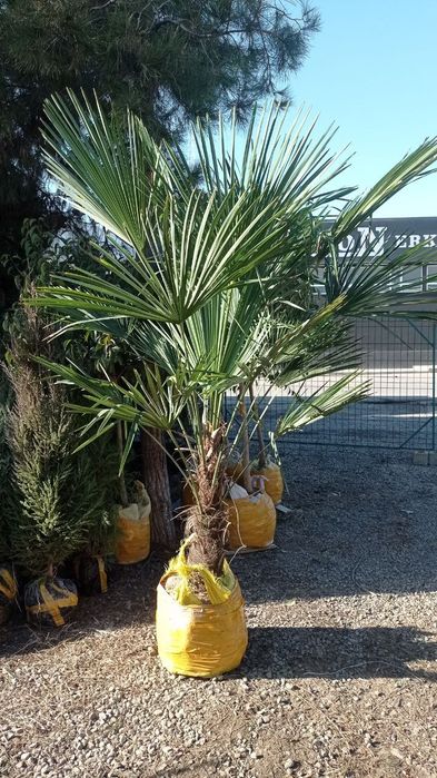 Har xil turdagi archalar