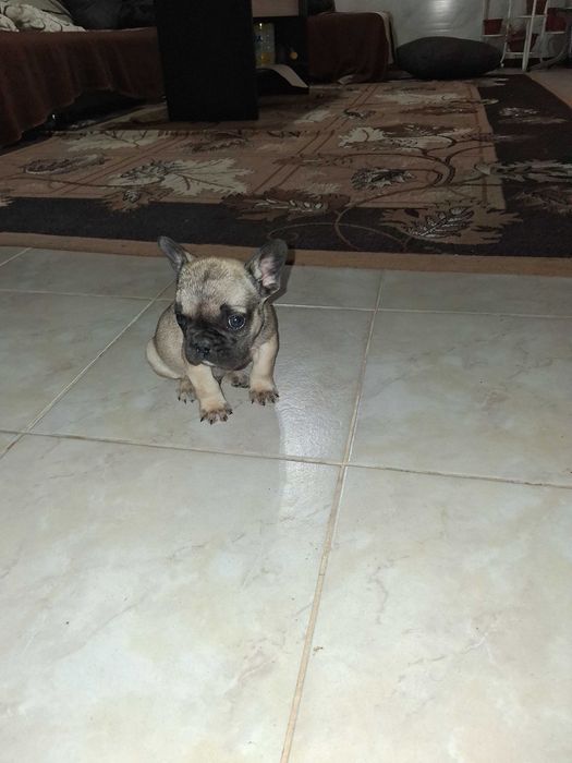 Продава се мъжко булдоче