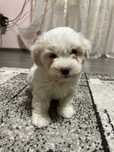 Bichon Canisa de vanzare