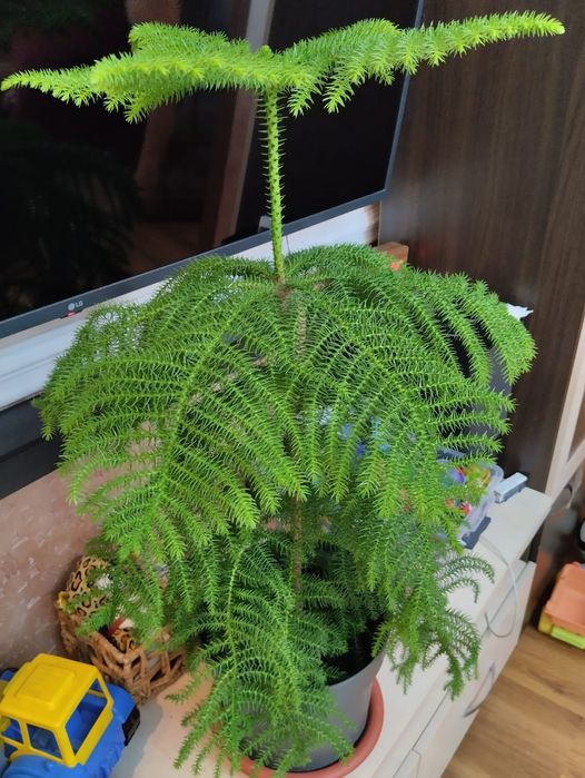 Продаю Араукарию (норфолксная сосна)