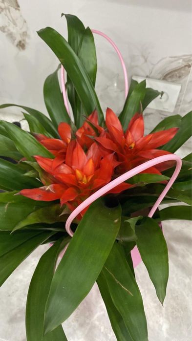 Мужское счастье, подарочный упаковке ,очень красивая торг есть