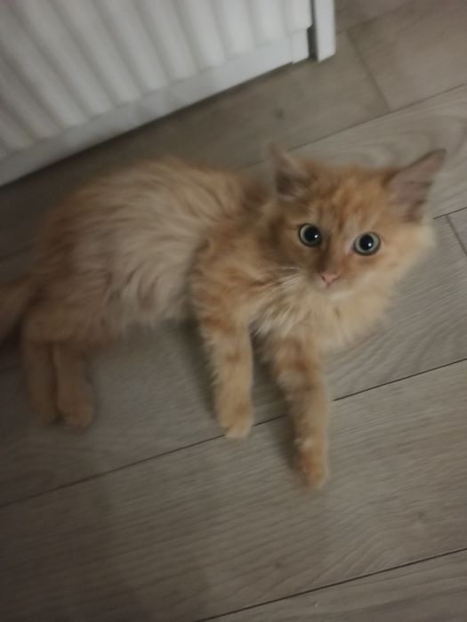 Отдам котенка в хорошие руки