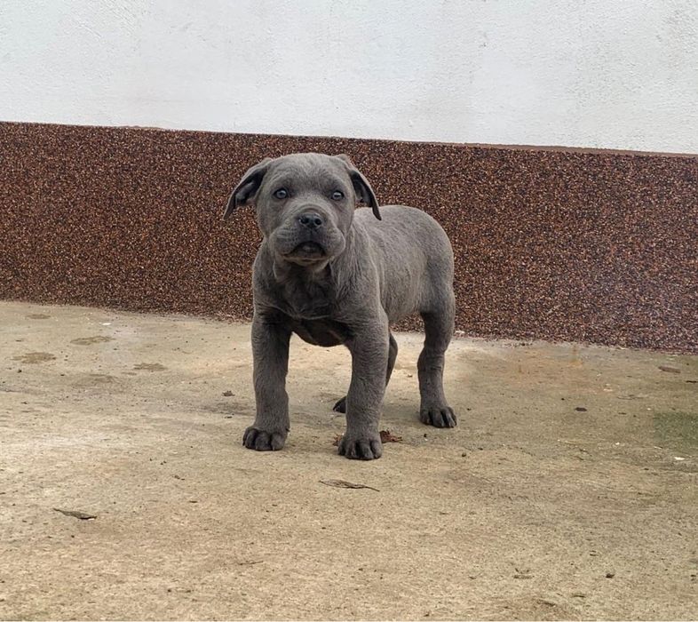 Mascul cane corso