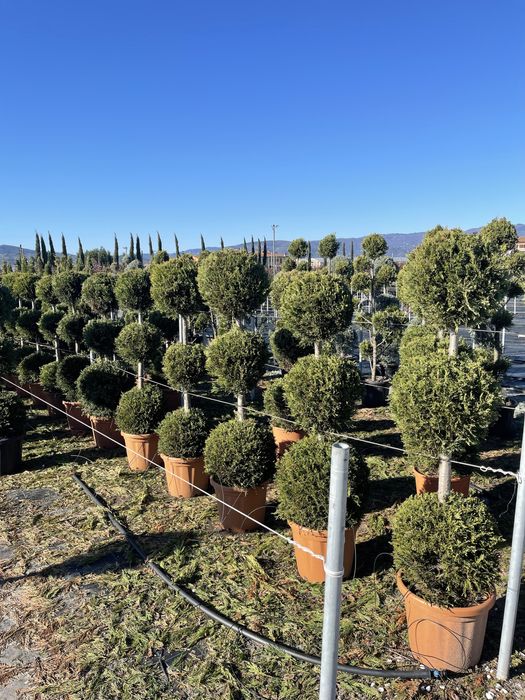 Pomi -Fructeferi,Arbuști,și plante de ornament.