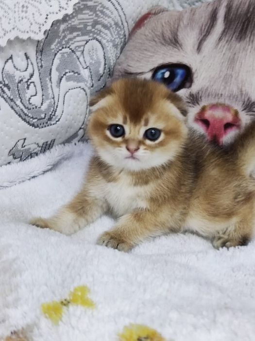 Scottish straight și scottish fold  gold.