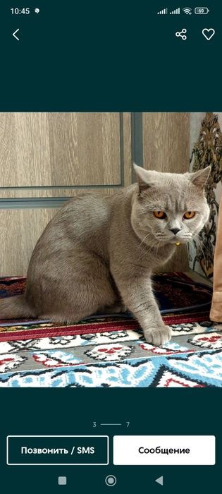 Вязка страйт британец