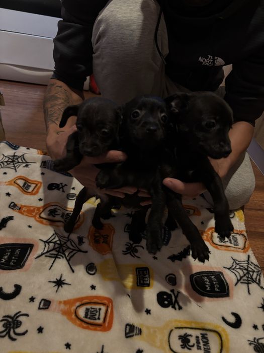 Продавам пинчери