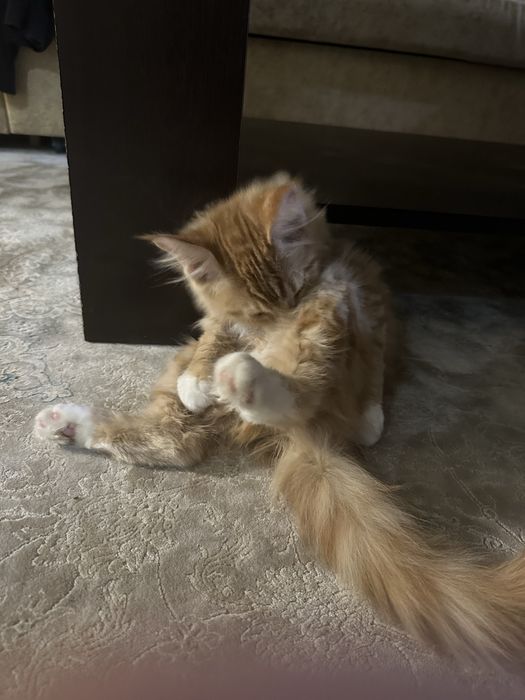 Продаются котята