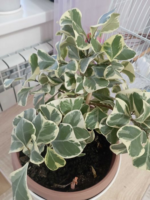 Фикус тригуляриус