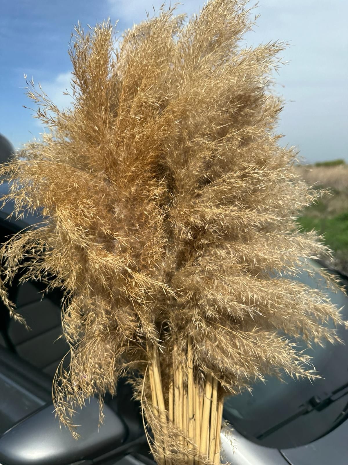 Vând pampas natural uscat (stufaris )