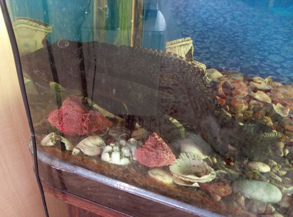 Продам аквариум с тумбой