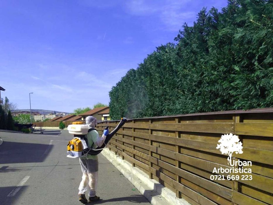 Stropire Tuia Leylandii Tratament Gard Viu - Servicii Arborist Cluj