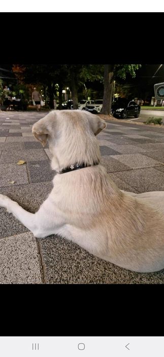 Oferta Labrador Retrever, puiut, la un pret modest