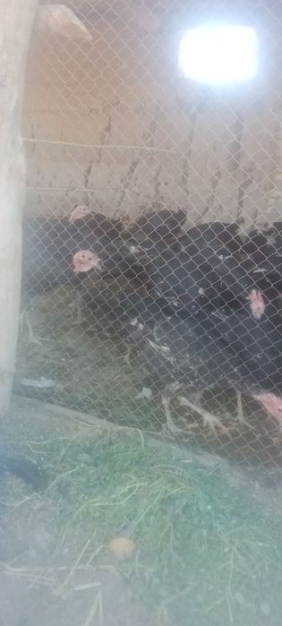 Куркалар сотилади